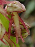 Aceras anthropophorum