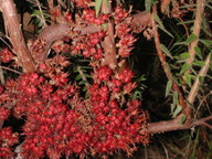 Acrotriche fasciculiflora