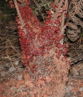 Acrotriche fasciculiflora