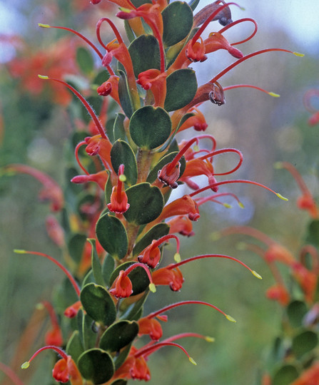 Adenanthos obovatus