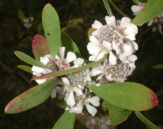 Agonis obtusissima