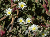 Mesembryanthemum nodiflorum