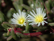 Mesembryanthemum nodiflorum