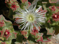 Mesembryanthemum crystallinum