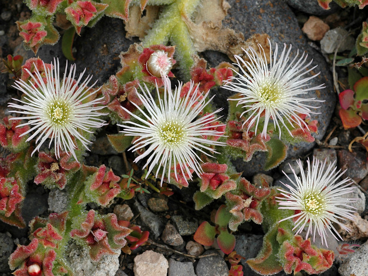 Mesembryanthemum crystallinum