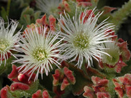 Mesembryanthemum crystallinum