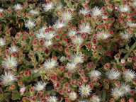 Mesembryanthemum crystallinum