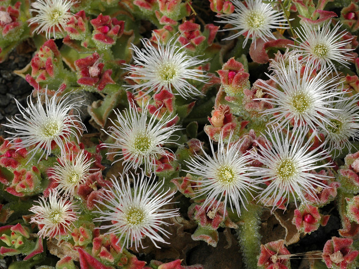 Mesembryanthemum crystallinum