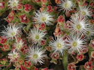 Mesembryanthemum crystallinum