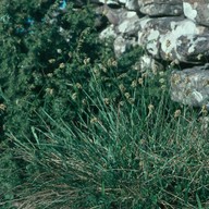 Sesleria coerulea