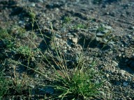 Poa bulbosa