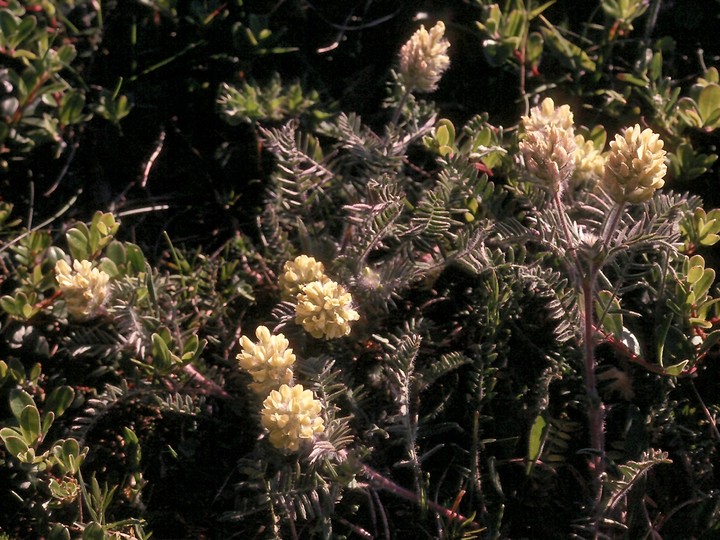 Oxytropis pilosa