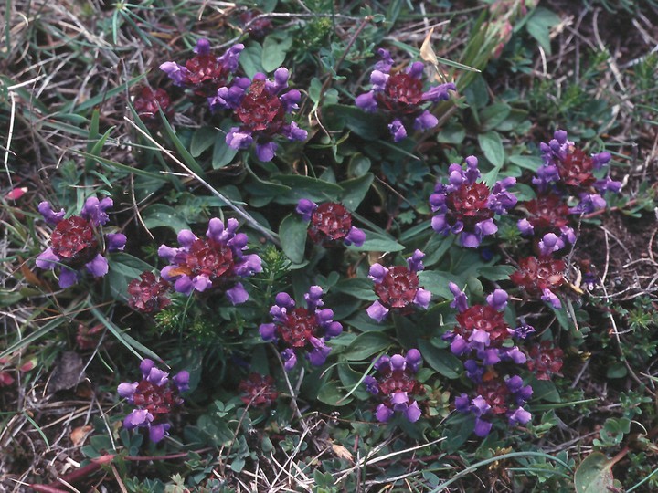 Prunella grandiflora