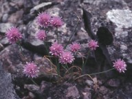 Allium schoenoprasum