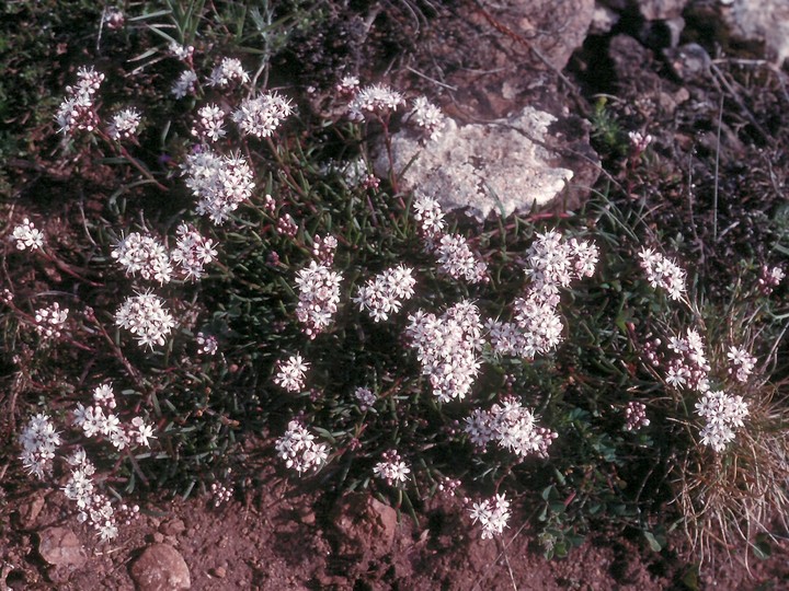 Gypsophila fastigiata