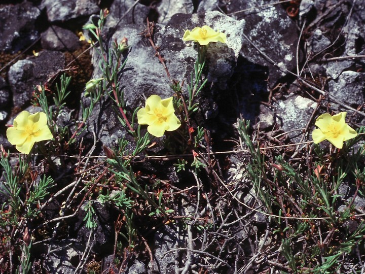 Fumana procumbens