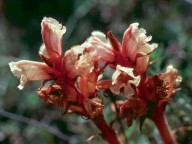 Orobanche alba