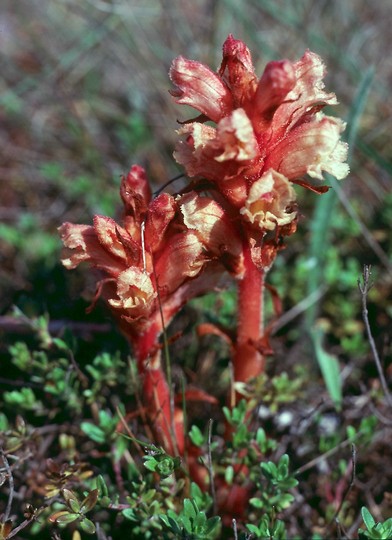 Orobanche alba