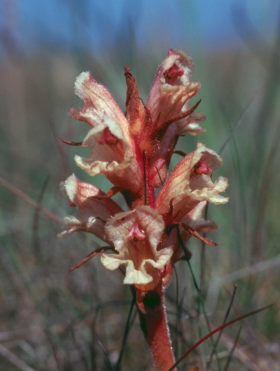 Orobanche alba