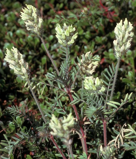 Oxytropis pilosa