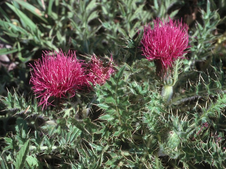 Cirsium acaule