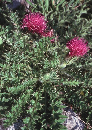 Cirsium acaule