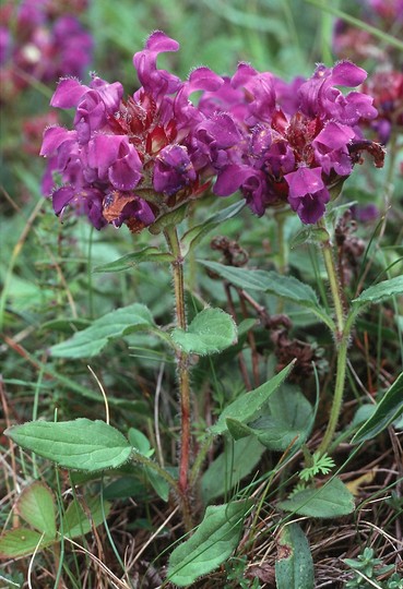 Prunella grandiflora