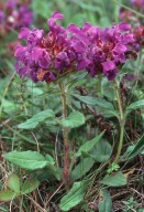 Prunella grandiflora