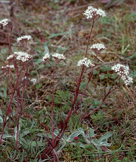 Gypsophila fastigiata