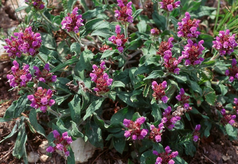 Prunella grandiflora