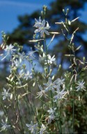 Anthericum ramosum