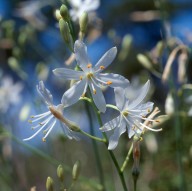 Anthericum ramosum