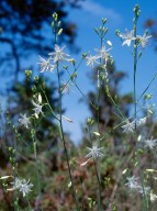 Anthericum ramosum