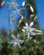 Anthericum ramosum