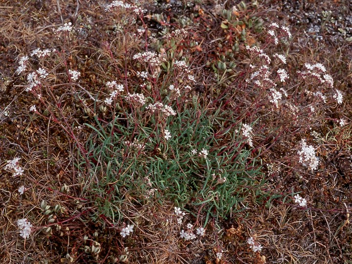 Gypsophila fastigiata