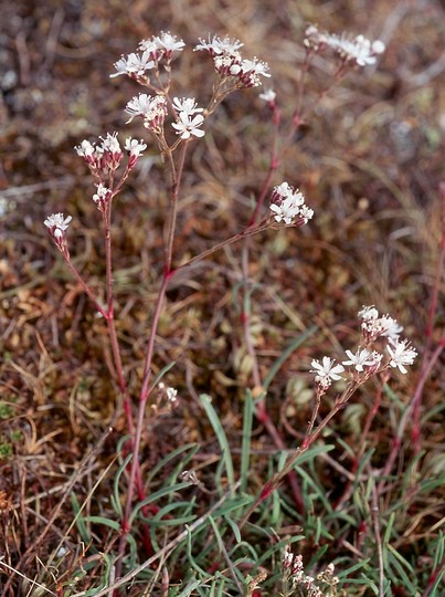 Gypsophila fastigiata