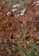 Gypsophila fastigiata