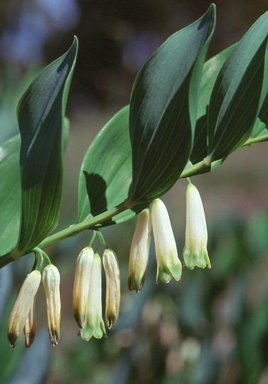 Polygonatum odoratum