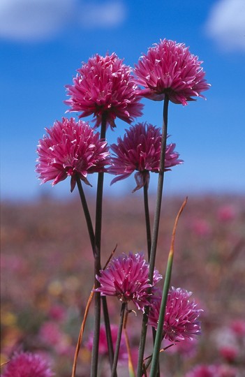 Allium schoenoprasum