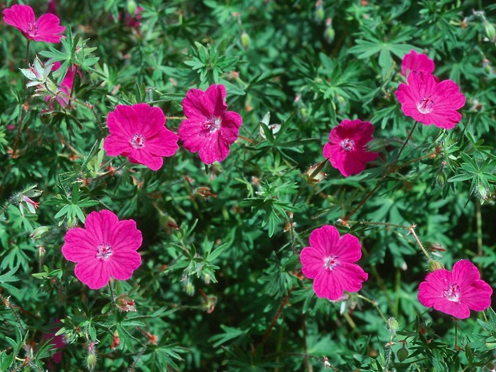 Geranium sanguineum