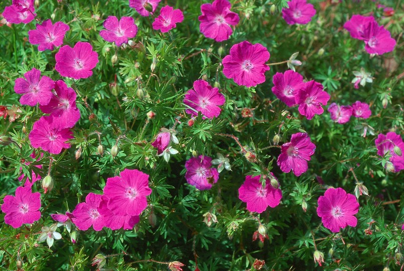 Geranium sanguineum