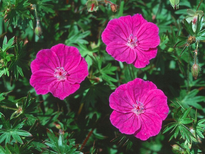 Geranium sanguineum