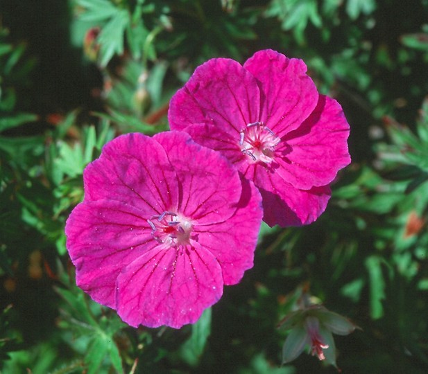 Geranium sanguineum