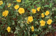 Helianthemum nummularium