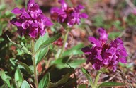 Prunella grandiflora