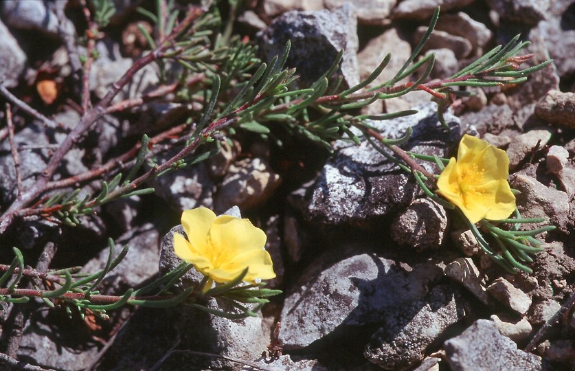 Fumana procumbens