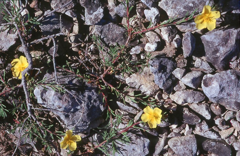 Fumana procumbens