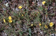 Fumana procumbens