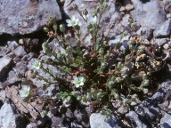 Arenaria gothica