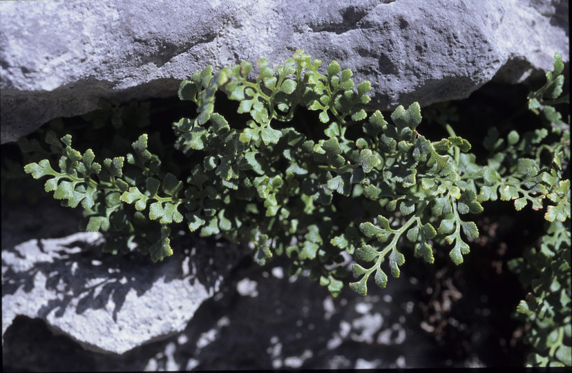 Asplenium ruta-muraria